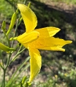 CITRINA - CITRINA
